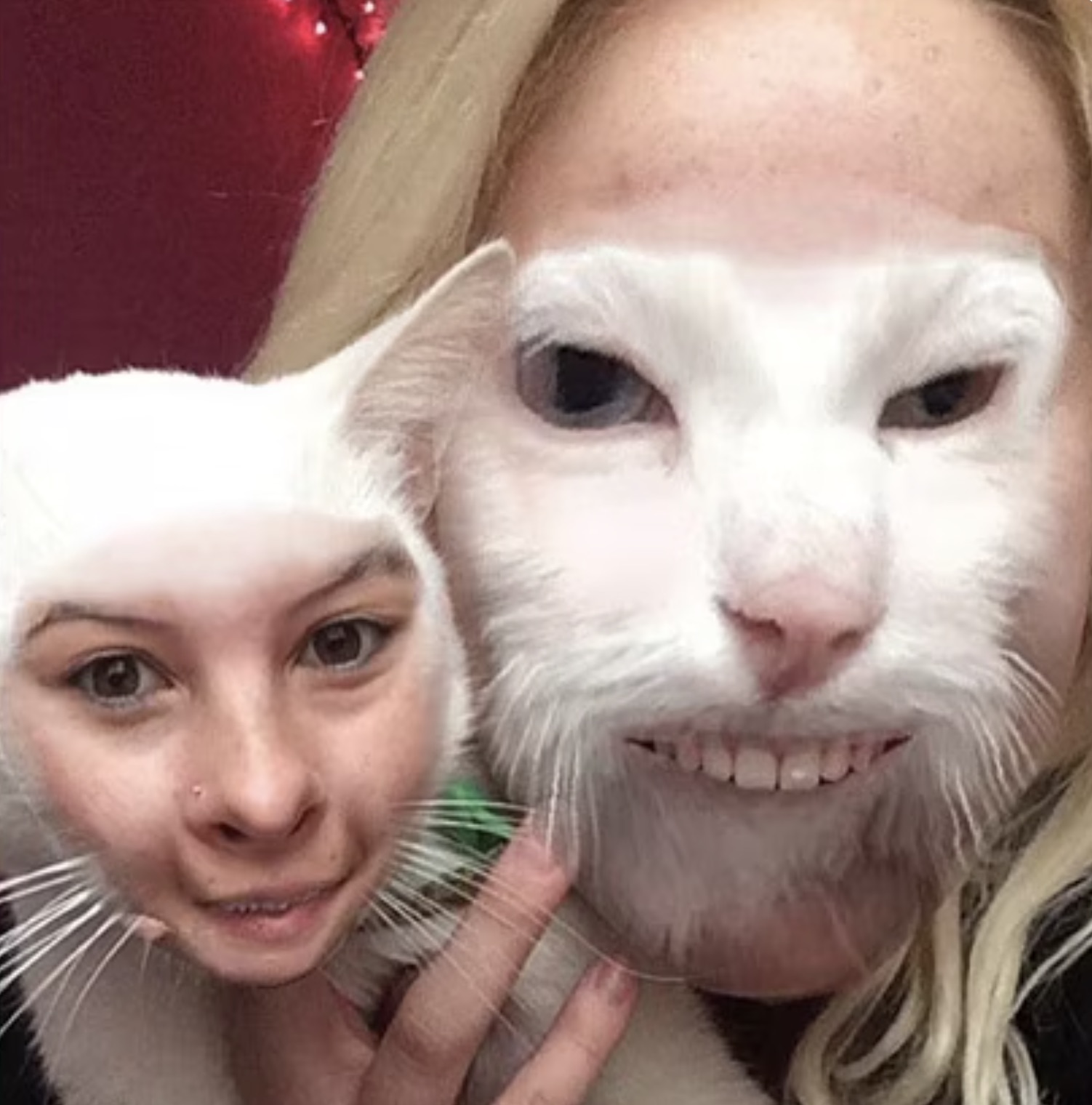 swap face animal