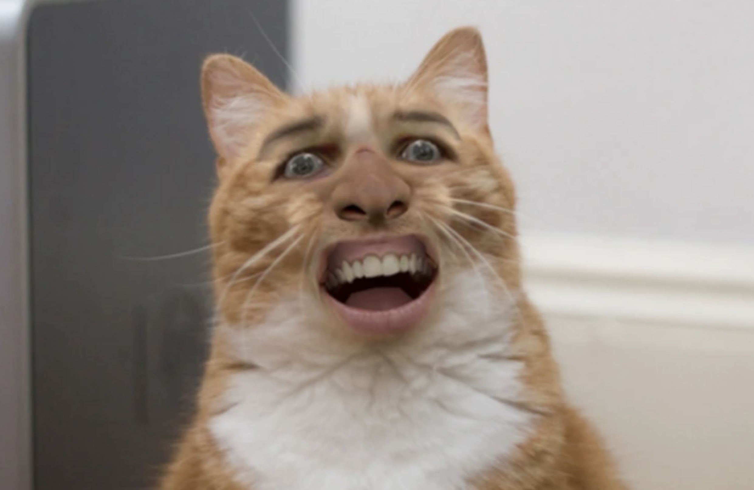 nicholas cage cat face