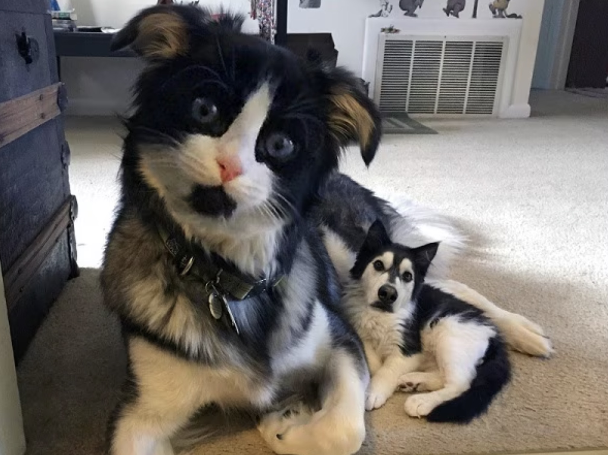 face swap animal