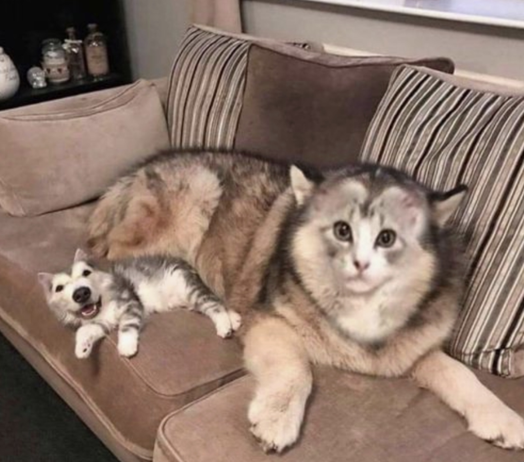 face swap dog and cat