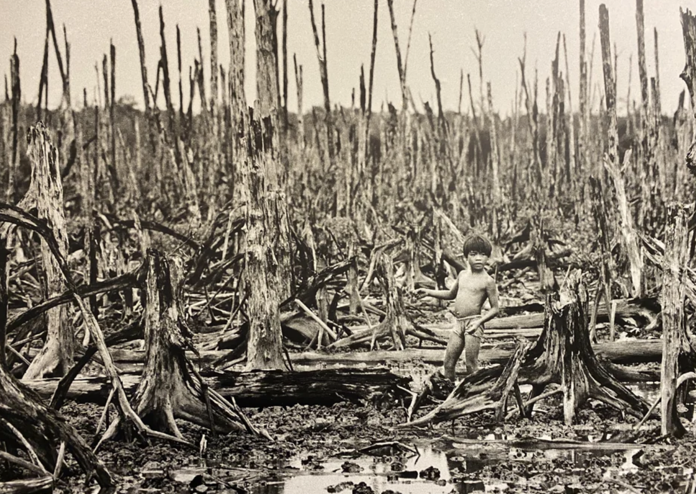 Mangrove forest destroyed by Agent Orange, 1976.