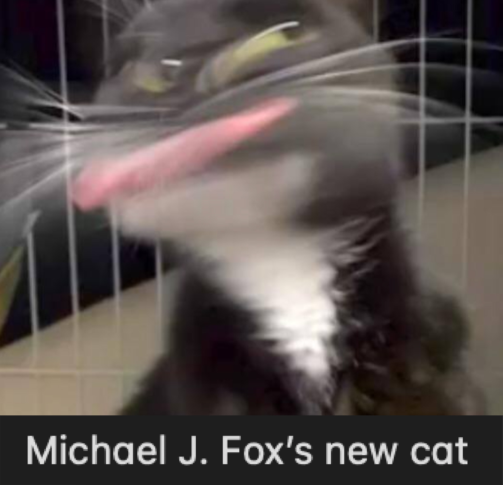 blurry cat - Michael J. Fox's new cat