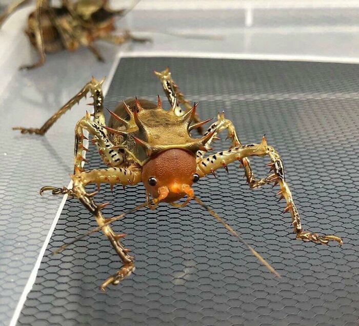 The 'Cosmoderus Femoralis' is an armored cricket that is found in Cameroon.