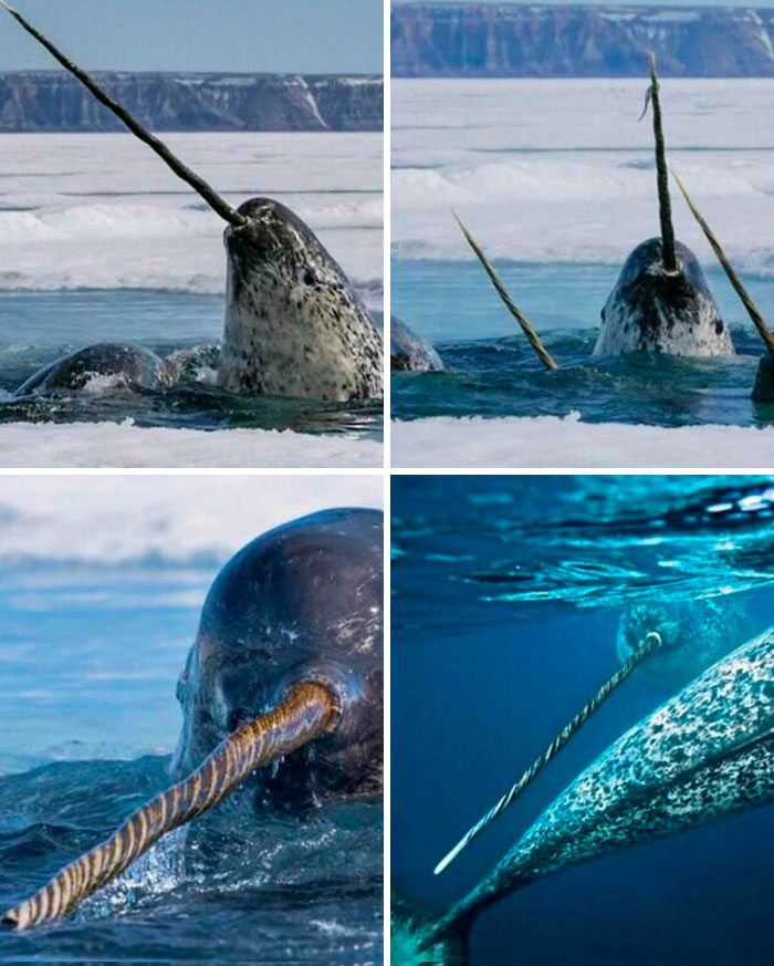 The elusive yet legendary, Narwhal.