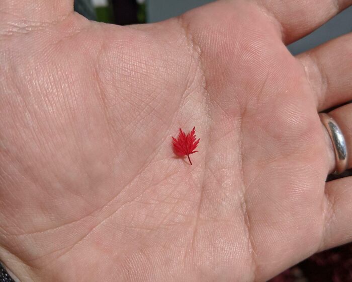 Is this the world's smallest Maple Leaf?