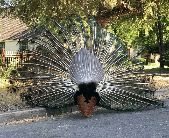 A peacock with feathers on display, as seen from behind.