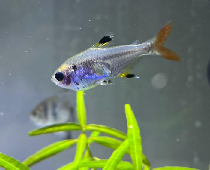 Holy Mackerel! This fish has a hole right through its body.