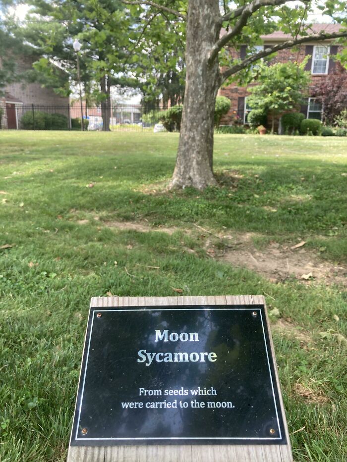 This tree was planted from seeds that went to the moon and back.