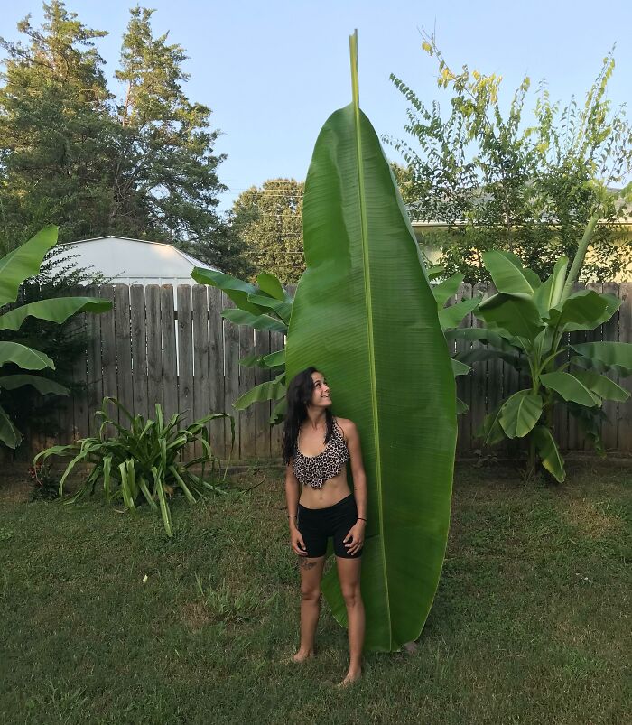 This absolute massive leaf with a human for scale.