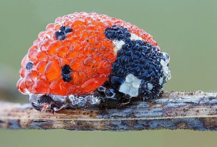 A ladybug covered in tiny droplets of water.