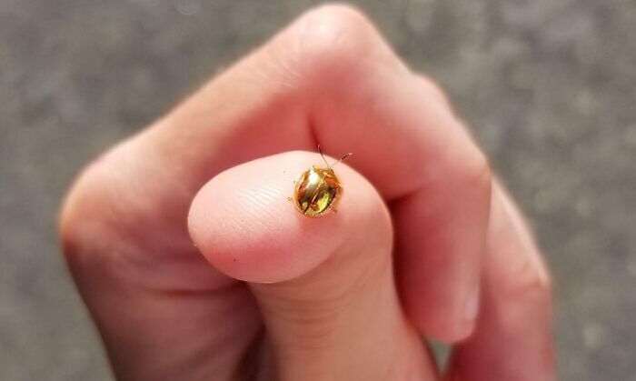 A tiny yet magnificent Golden Beetle.