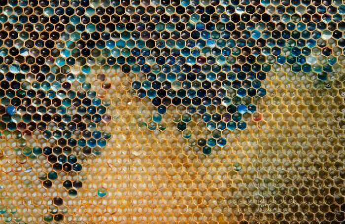 Beekeepers in France could not figure out why the bees were making blue and green colored until it was discovered they visiting a local candy factory.