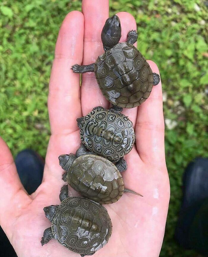 Four baby Terrapin Turtles, that all have a distinct pattern on their shell, kind of like our fingerprints. 