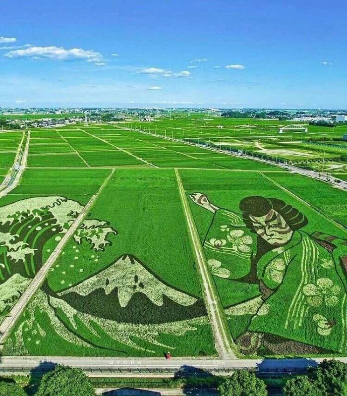 Japanese Art in a Rice Paddy Field.