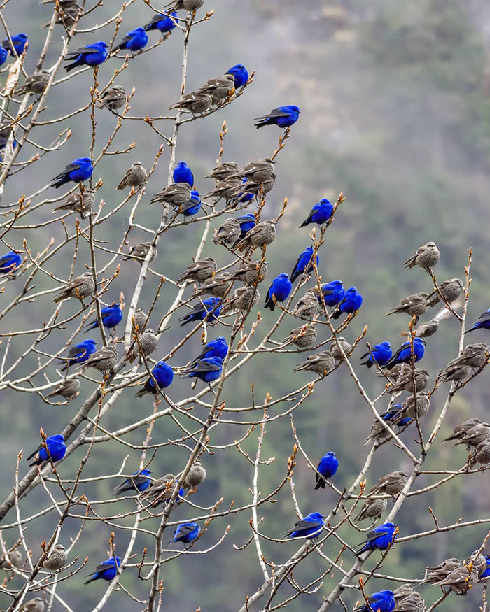 These are Grandala birds, the females are the brown ones, the males are the blue and black ones.