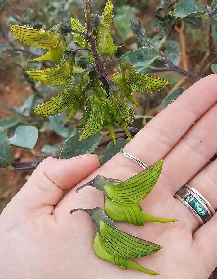 This plant has flowers that are shaped like Hummingbirds.