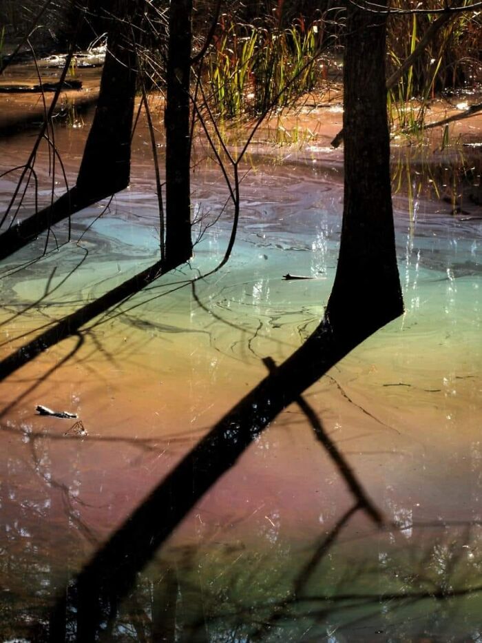 When Bald Cypress trees lose their leaves in the fall, they decompose in the swamp creating this 'rainbow water' effect.