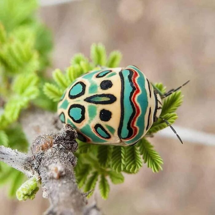 This delightfully decorated bug is known as a Picasso Bug.