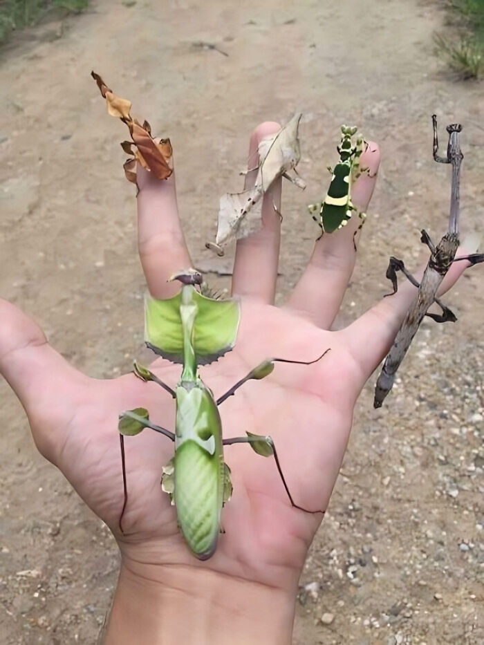 An assortment of leaf bugs.