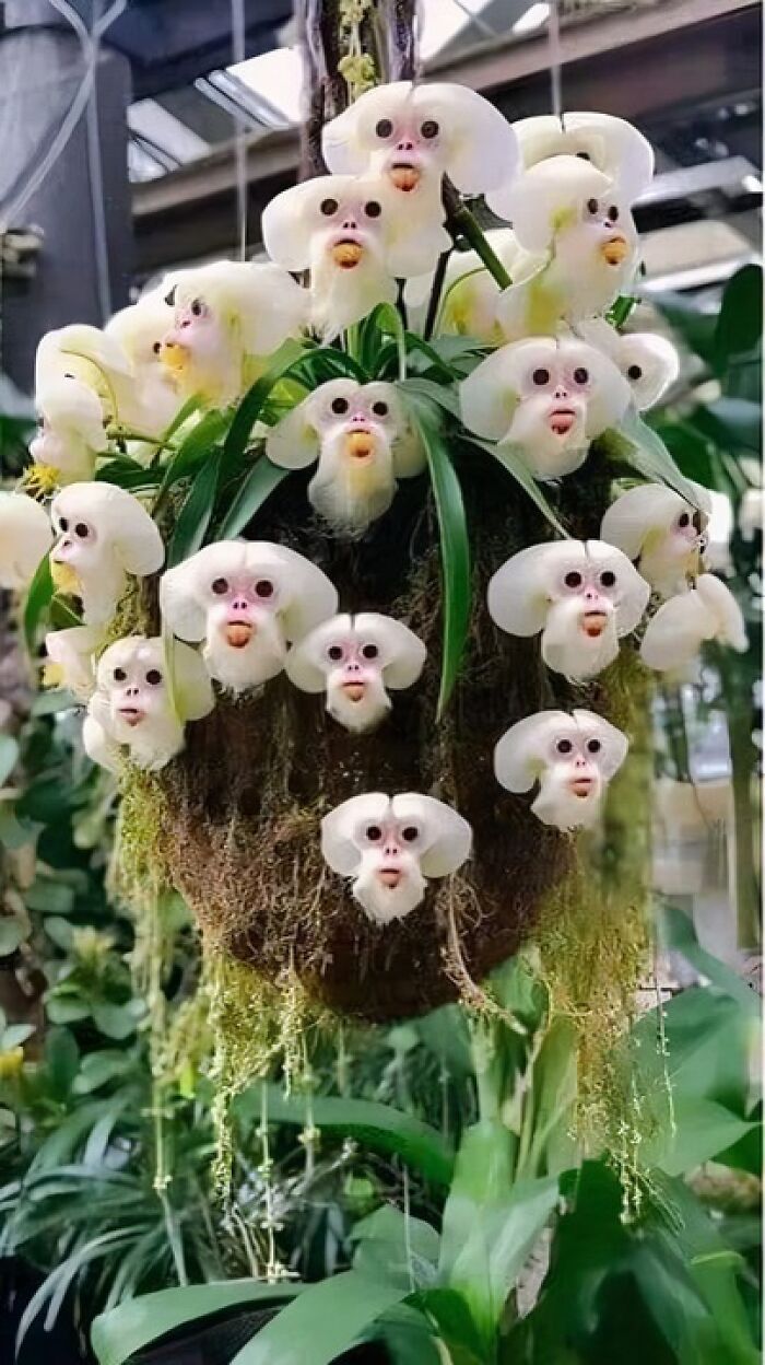 The flowers on the Monkey Orchid or Dracula Simia looks like the face of a monkey.