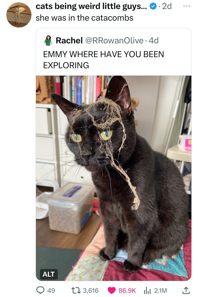 domestic short-haired cat - cats being weird little guys... .2d she was in the catacombs Rachel Olive. 4d Emmy Where Have You Been Exploring 49 13,616 2.1M Alt