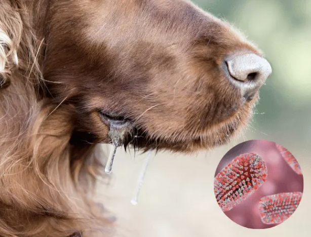 We may have basically found a treatment for late stage rabies. It has been working pretty well in lab tests with rats.