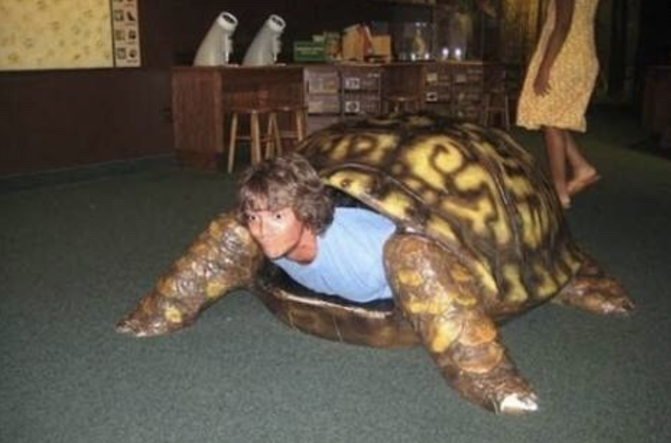 cursed tortoise