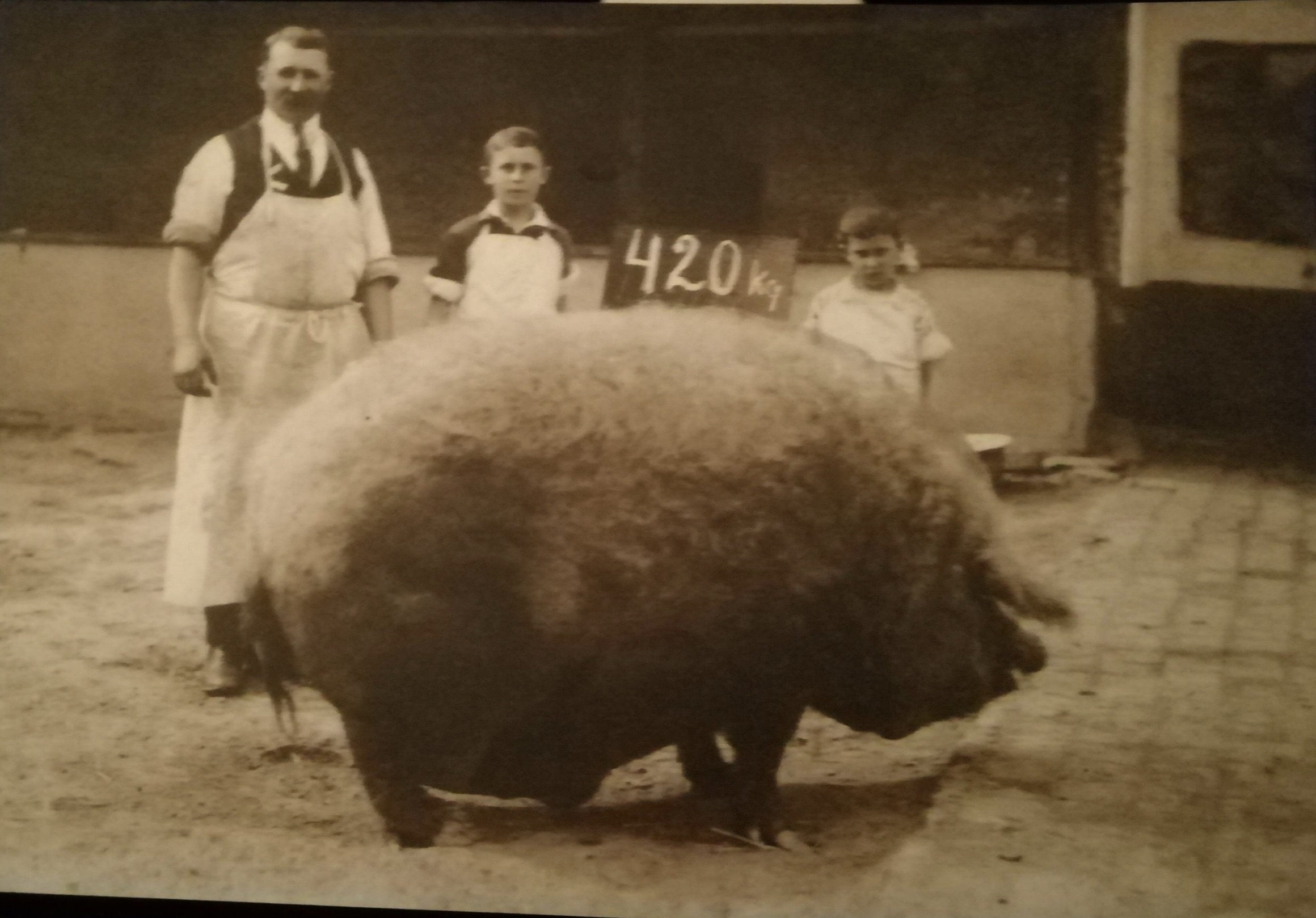 mangalica hungary - 420