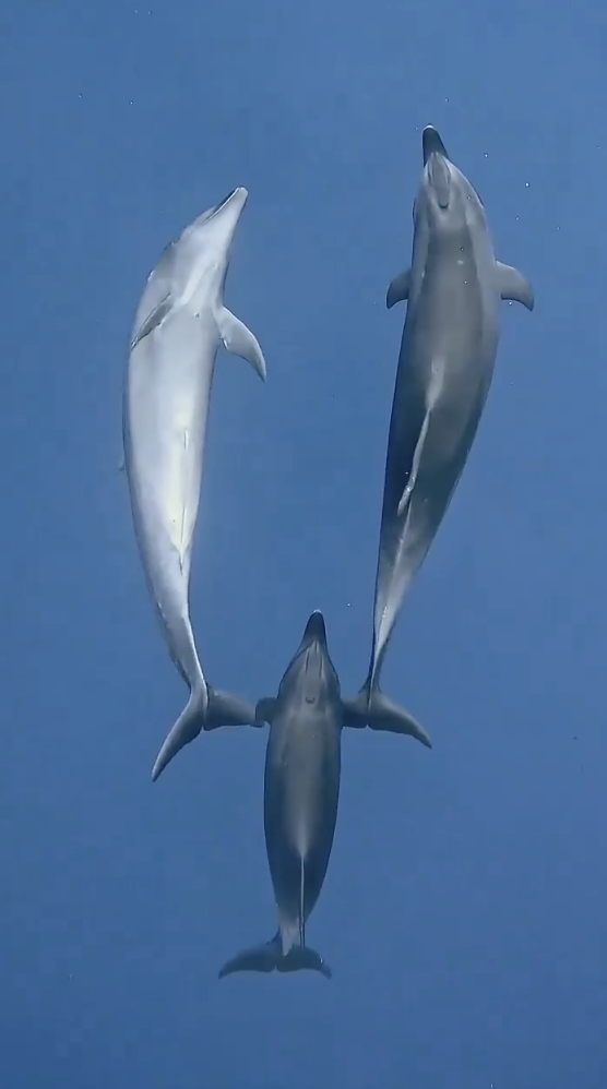 common bottlenose dolphin