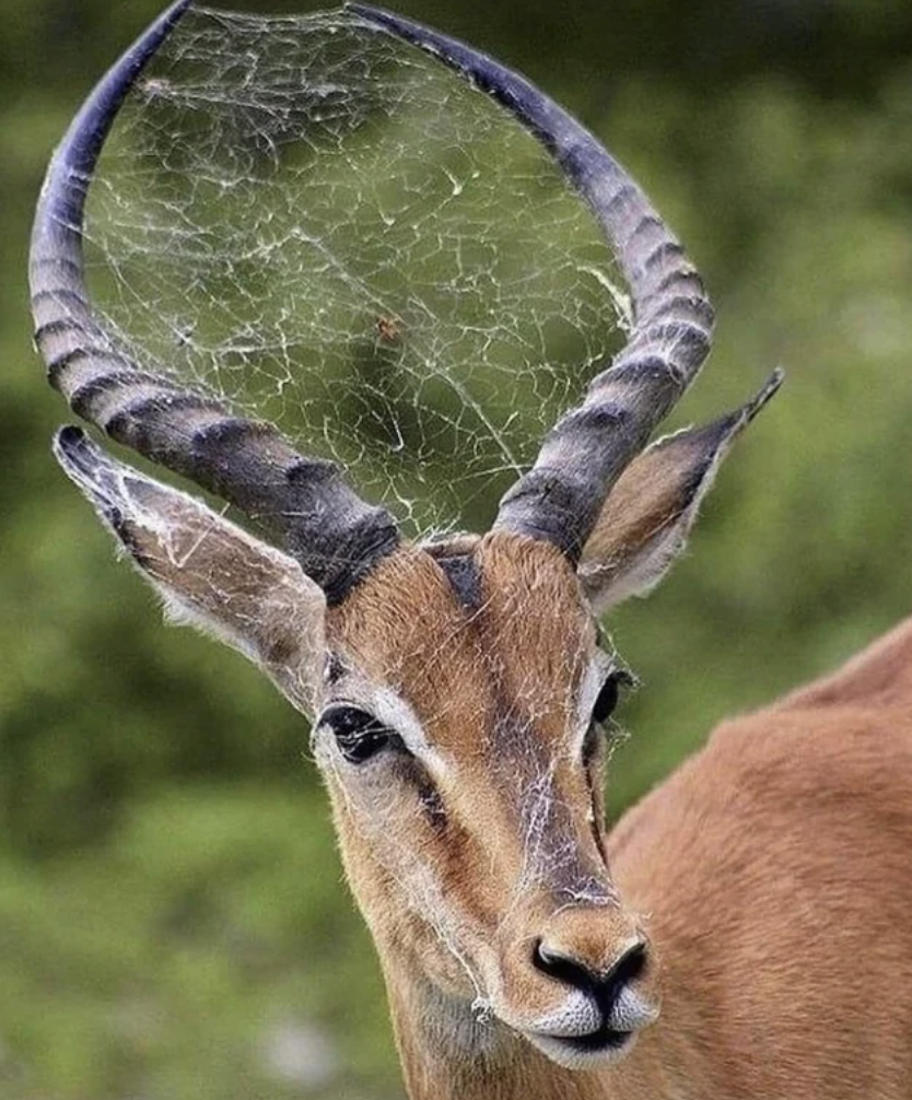 spider web in antlers