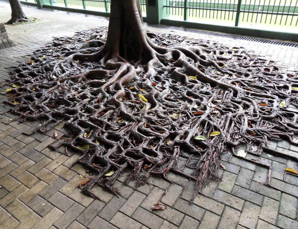 beautiful roots