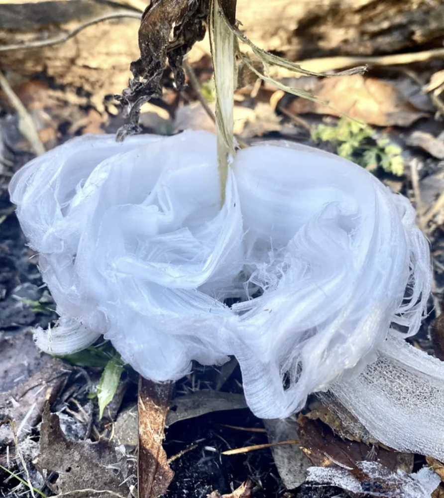 datura