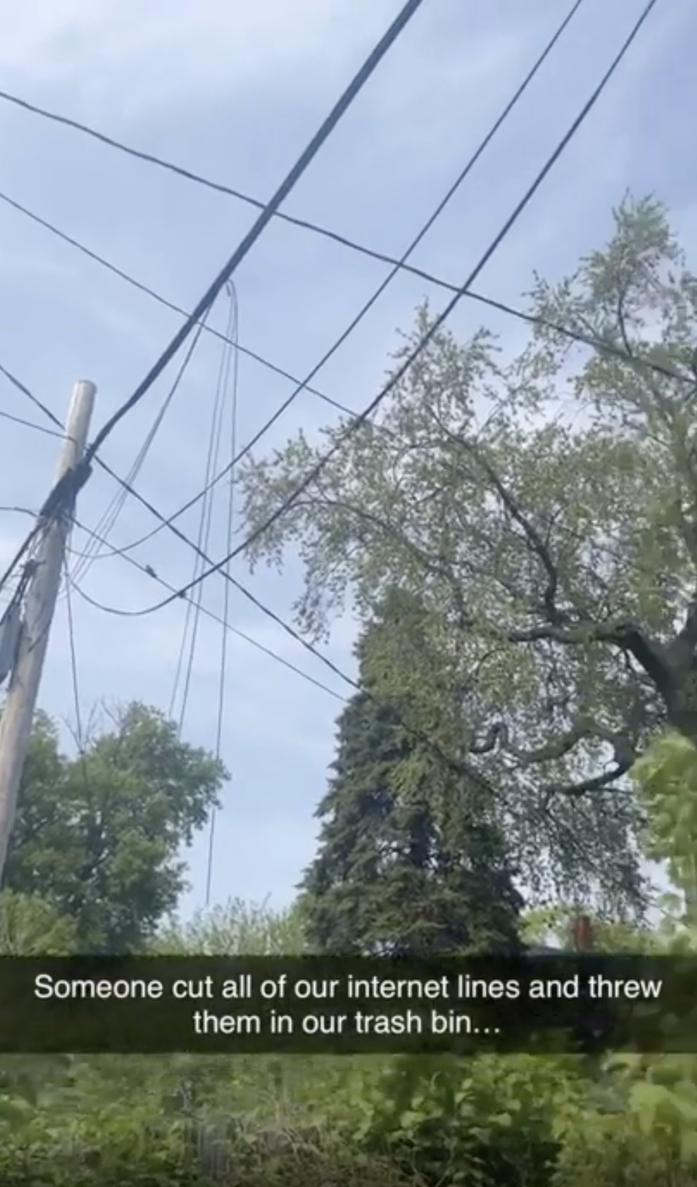 tree - Someone cut all of our internet lines and threw them in our trash bin...