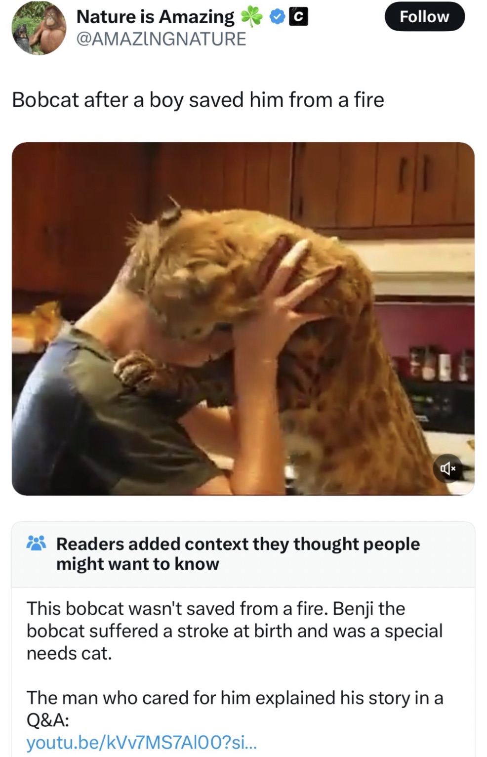 screenshot - Nature is Amazing Bobcat after a boy saved him from a fire Readers added context they thought people might want to know This bobcat wasn't saved from a fire. Benji the bobcat suffered a stroke at birth and was a special needs cat. The man who