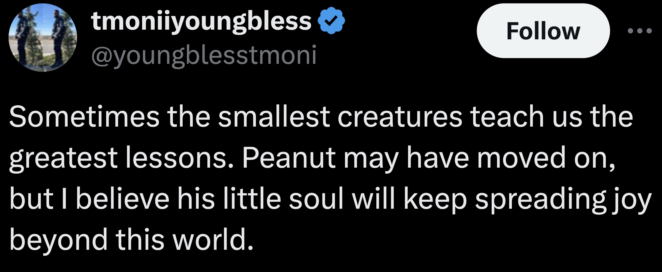 parallel - tmoniiyoungbless Sometimes the smallest creatures teach us the greatest lessons. Peanut may have moved on, but I believe his little soul will keep spreading joy beyond this world.