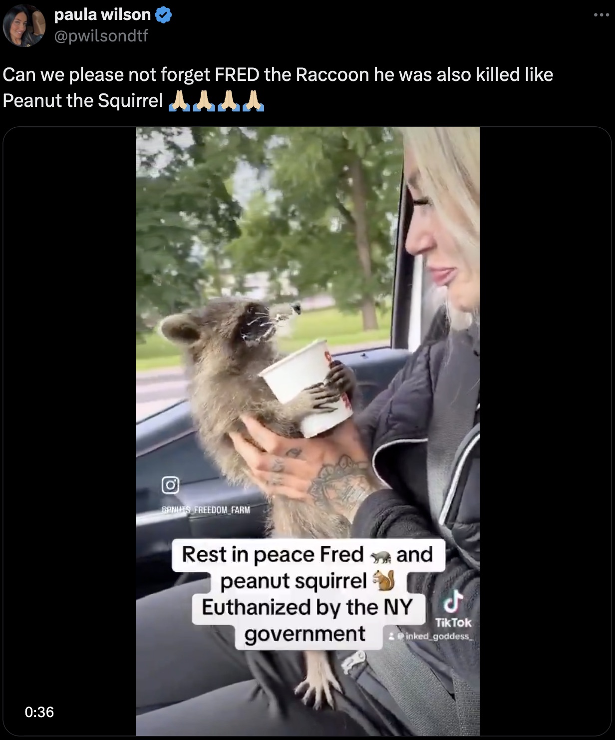 koala - paula wilson Can we please not forget Fred the Raccoon he was also killed Peanut the Squirrel Gpnuts Freedom Farm Rest in peace Fred and peanut squirrel Euthanized by the Ny Tik Tok government inked goddess