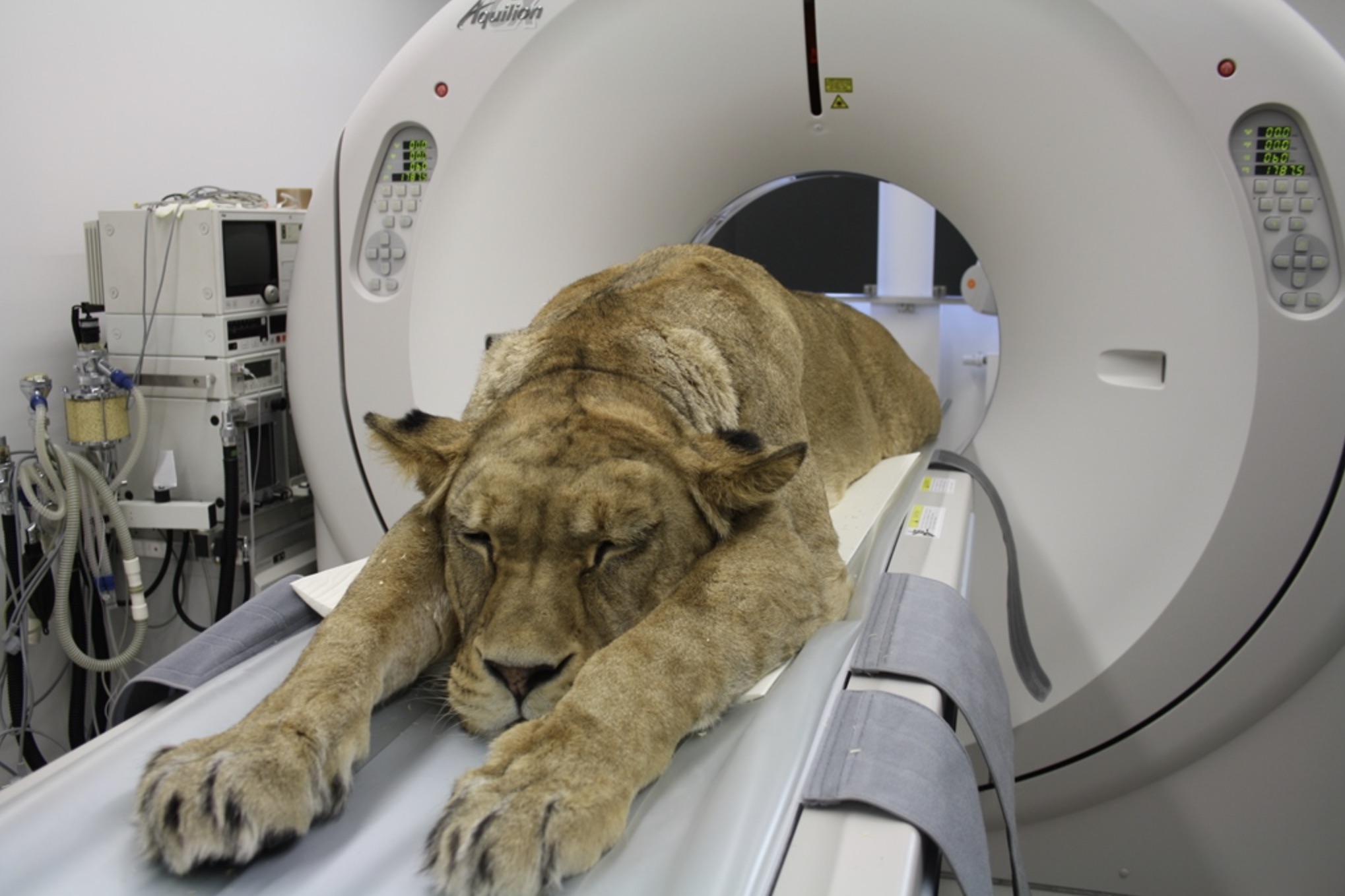 animal ct scan - Aquilion 000 000 060 17875