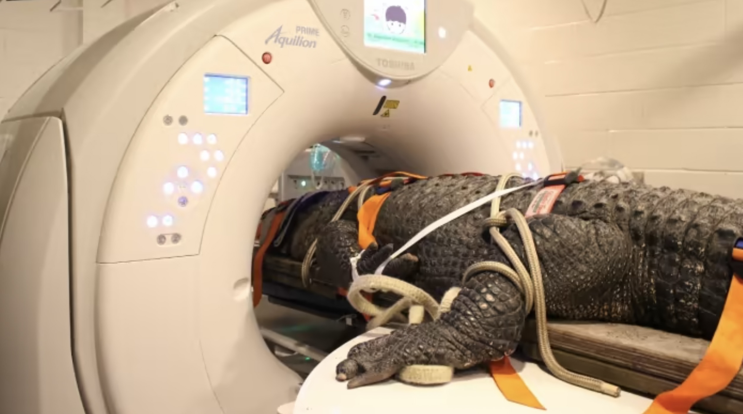 animals in ct scanner - Prime Aquilion Tosuba