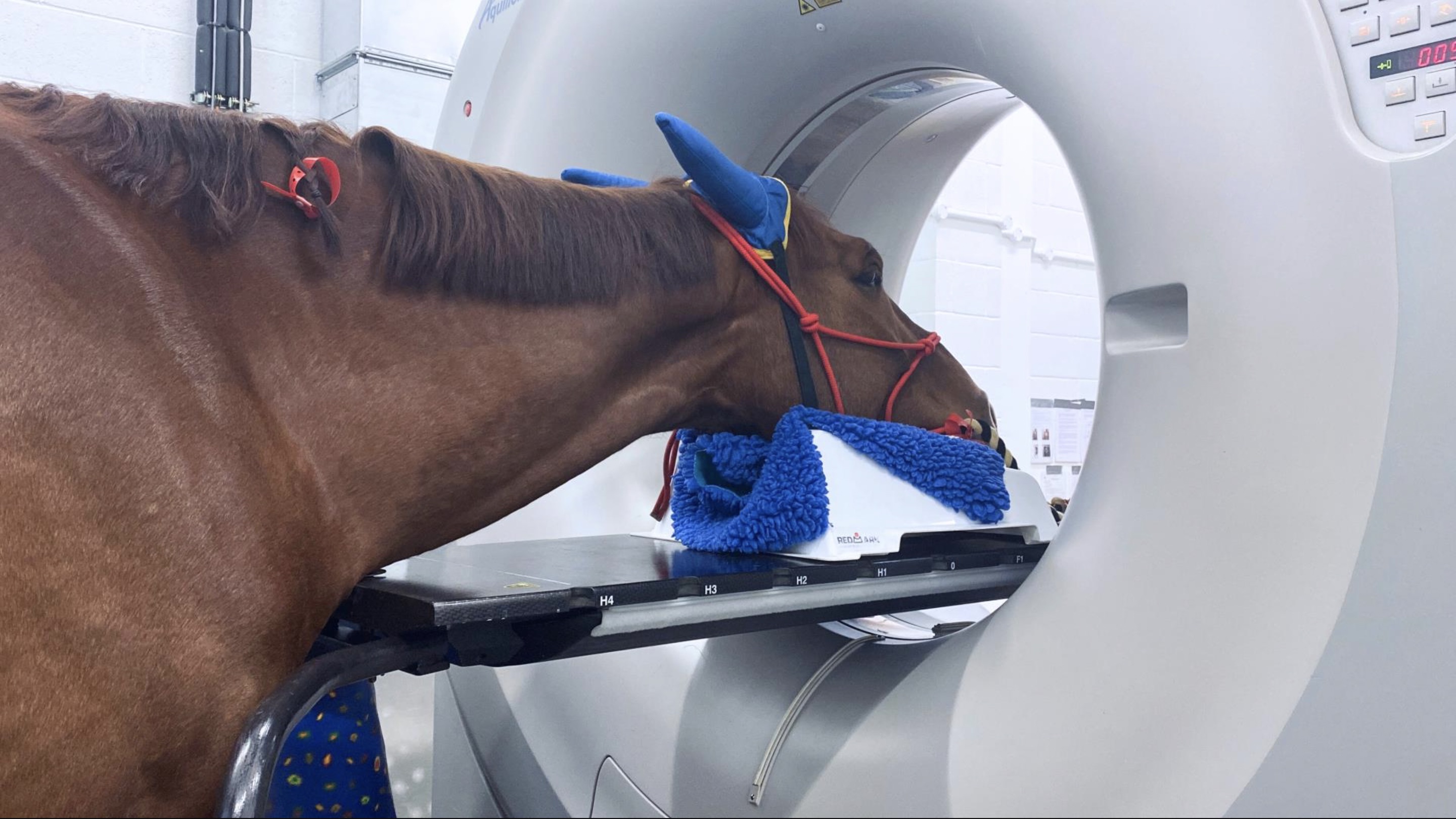 ct scan in horses - 100