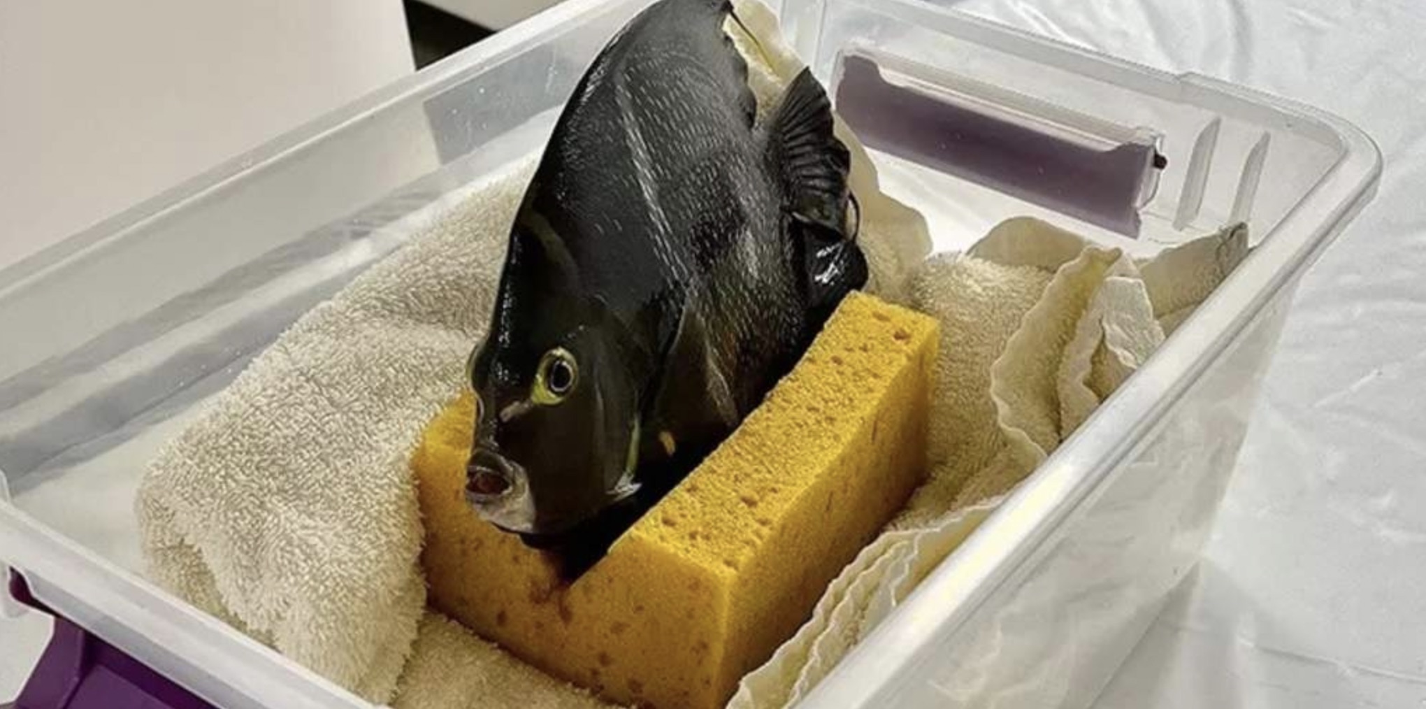 fish getting a ct scan