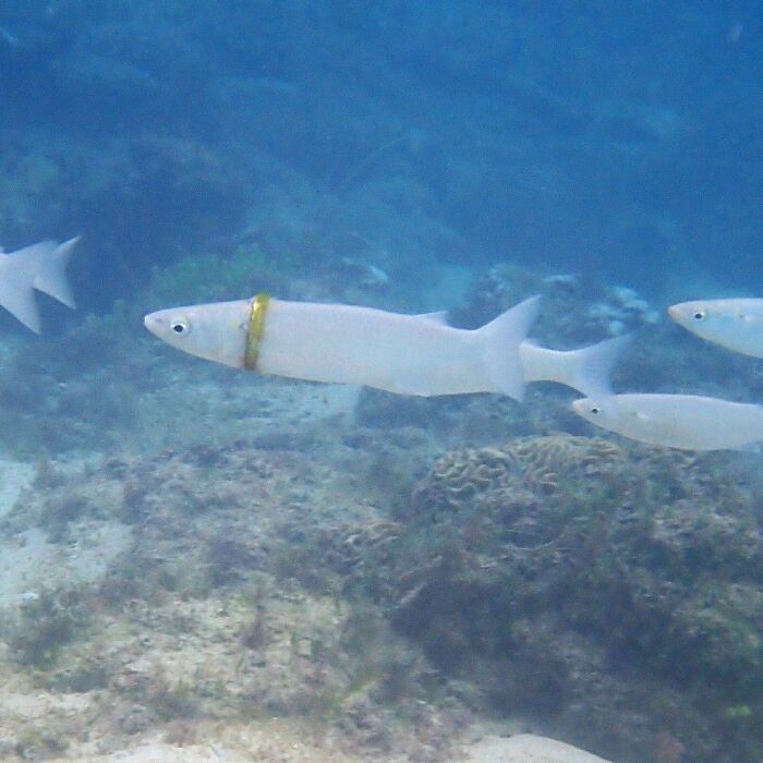 A scuba diver noticed a Mullet Fish sporting a golden chain (wedding ring) around its "neck".