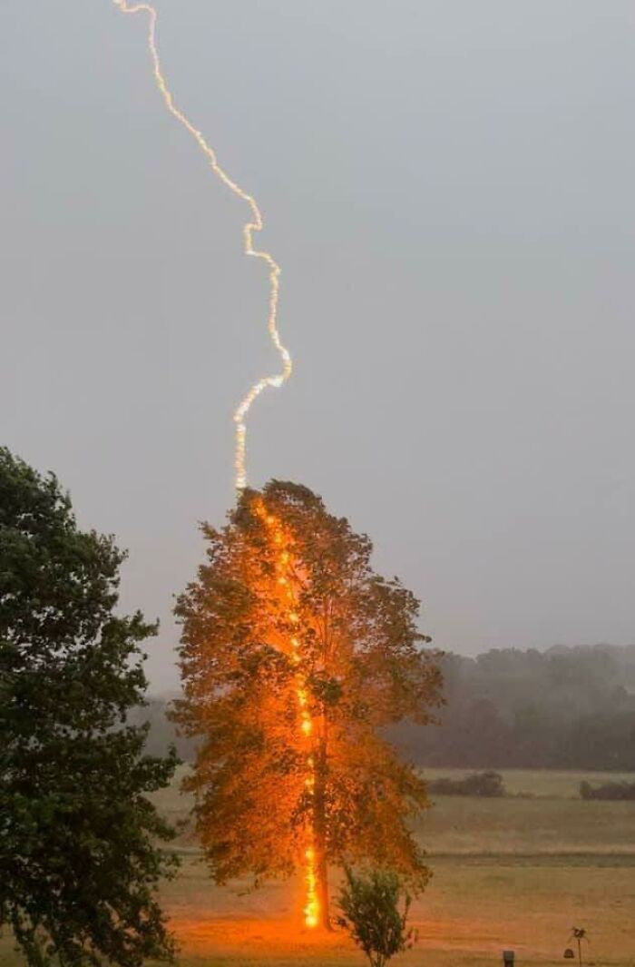 A perfectly timed photo capturing lightning striking a tree and it bursting into flames.