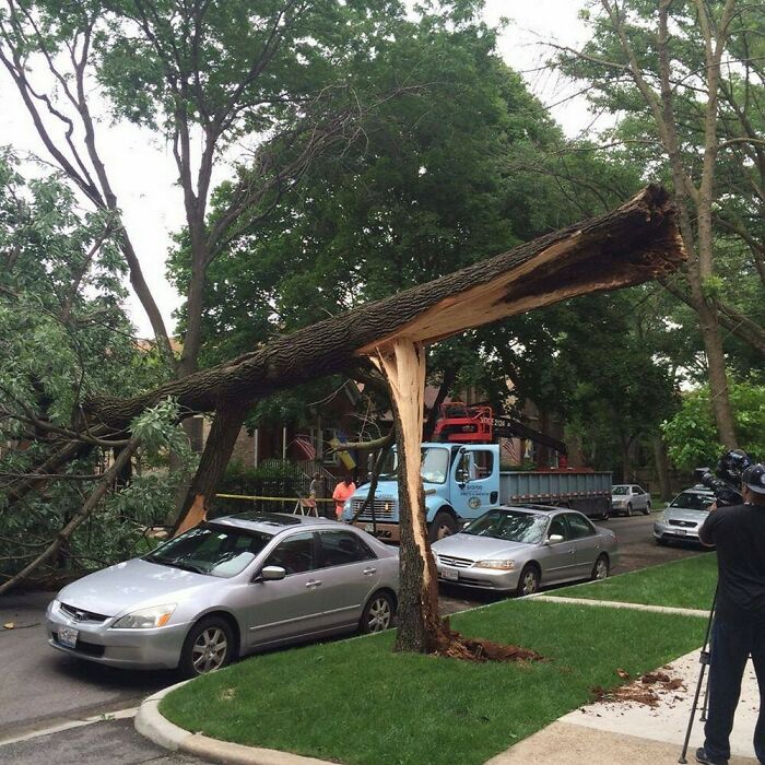 This guys car was spared when a strong winds caused a tree to break and fall in an unusual fashion.