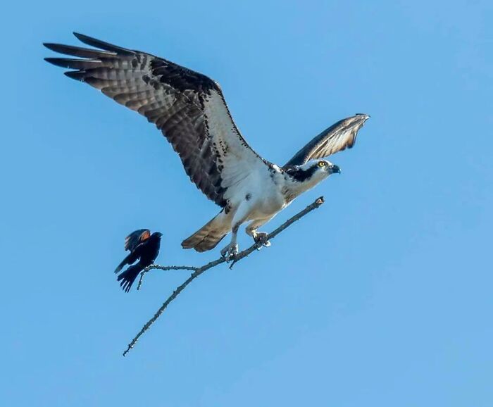 Free Ride: A smaller bird hitches a ride on a stick being carried by an Osprey.