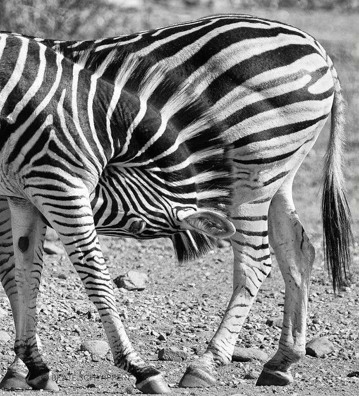 The pattern from one Zebra's neck and head match up perfectly with the stripes of another Zebra's rear end.