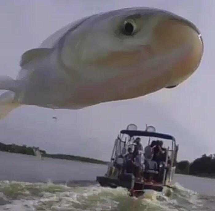 Ther perfect angle in this photograph makes it look like a massive fish is jumping over an entire boat.