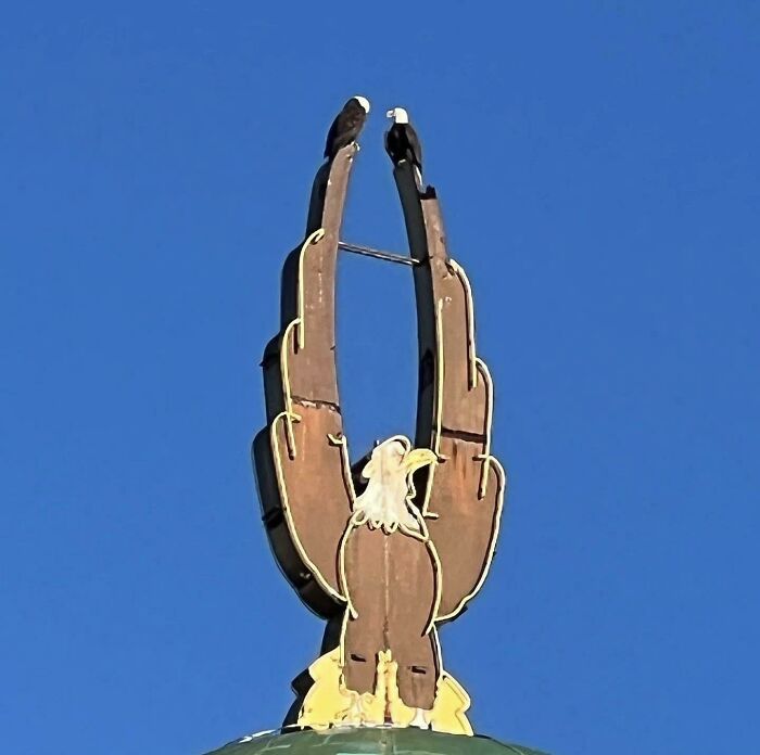 Two Bald Eagles chilling on a Bald Eagle neon sign near the Seattle WA waterfront.