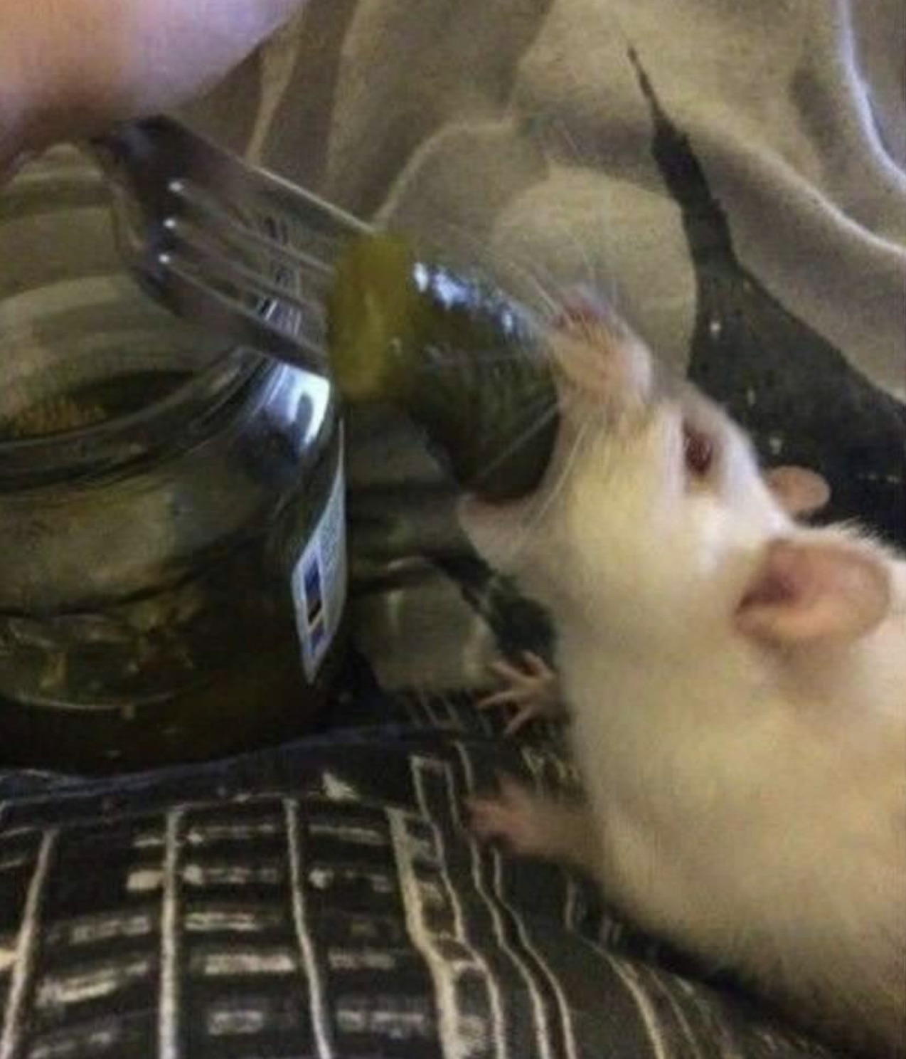 rat pickle