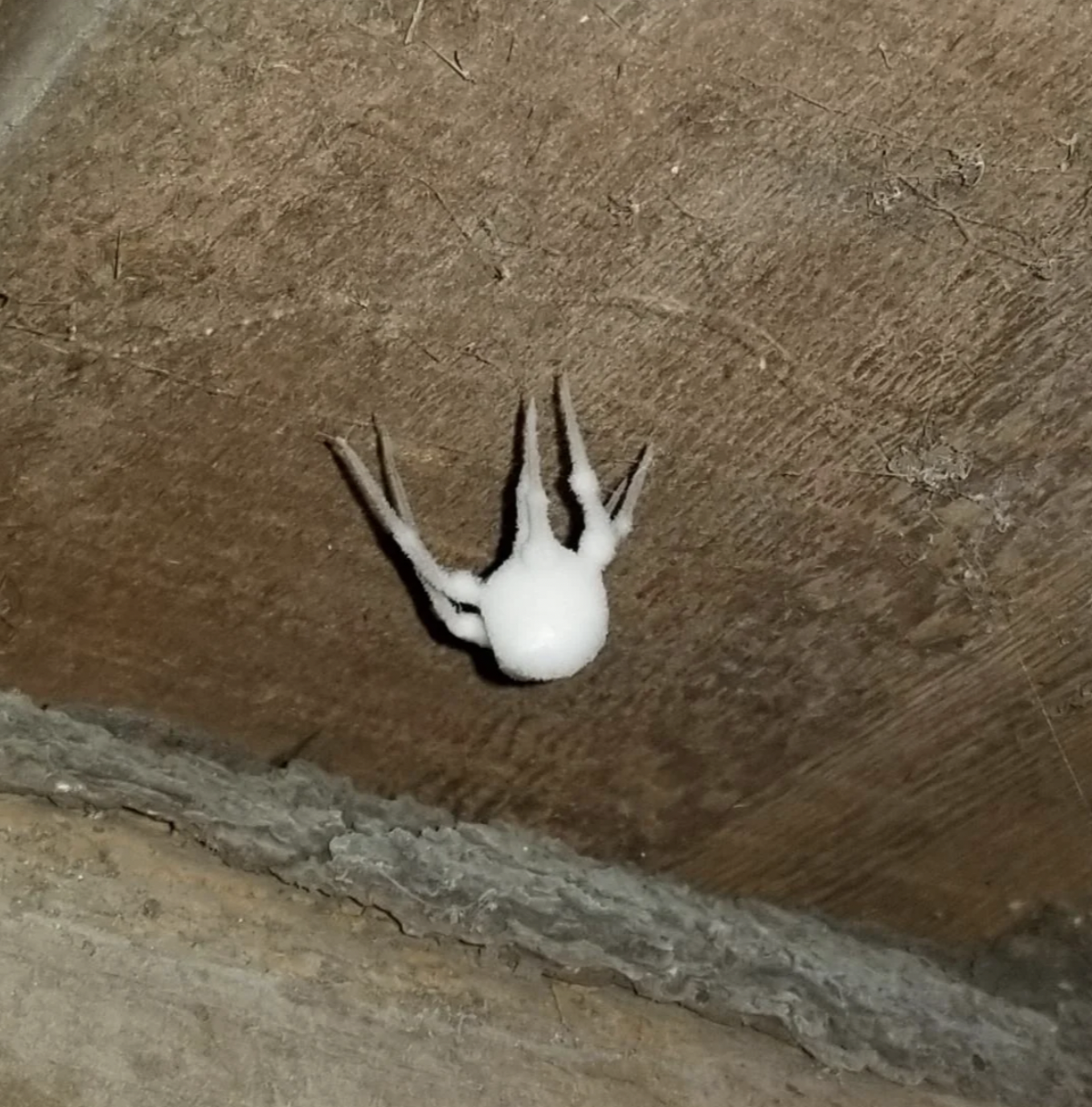 white fuzzy spider