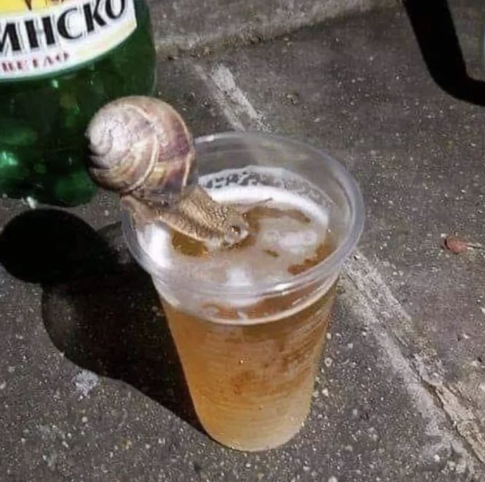 snail drinking beer